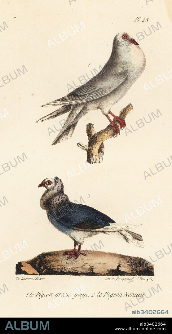 Pouter pigeon, Columba livia, and Jacobin pigeon, Columba cucullata, varieties of fancy pigeon breeds. Handcoloured lithograph by Burggraaff from Th. Lejeune's Complete Works of Buffon, Oeuvres Completes de Buffon, Brussels, 1837.