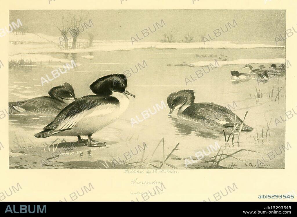 Notes on the birds of Northamptonshire and neighbourhood, London, Porter, 1895, Great Britain, birds, Archibald Thorburn, Mergus merganser, Goosander, Archibald Thorburn, The scene depicts a tranquil wetland setting, featuring several waterfowl gracefully swimming and foraging amidst tall grasses. In the foreground, a striking duck stands prominently, showcasing a distinctive black and white plumage with a rounded head, while two other ducks can be seen in the background, partially obscured by the reeds. The atmosphere is serene, capturing a moment of harmony in nature, as gentle ripples in the water reflect the surrounding landscape. The composition evokes a sense of calmness and appreciation for wildlife in its natural habitat.
