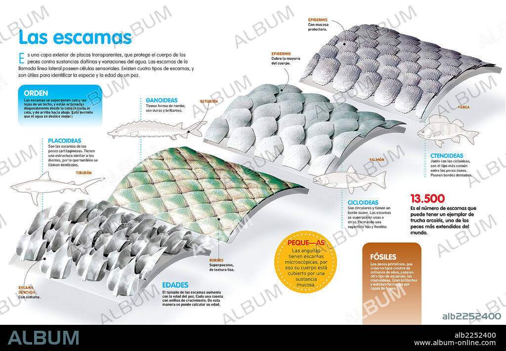 Las escamas. Infografía sobre los cuatro tipos de escamas de peces que existen, a qué especies corresponde cada una de ellas, y cómo se disponen en su cuerpo.
