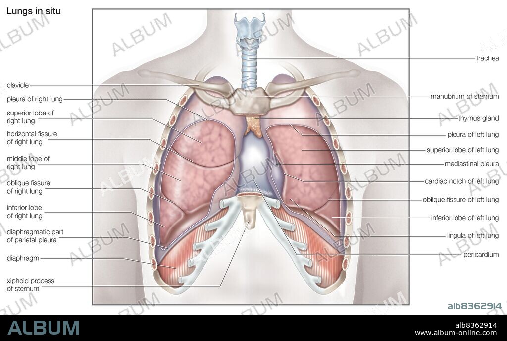 Diagram of the human lungs in situ.