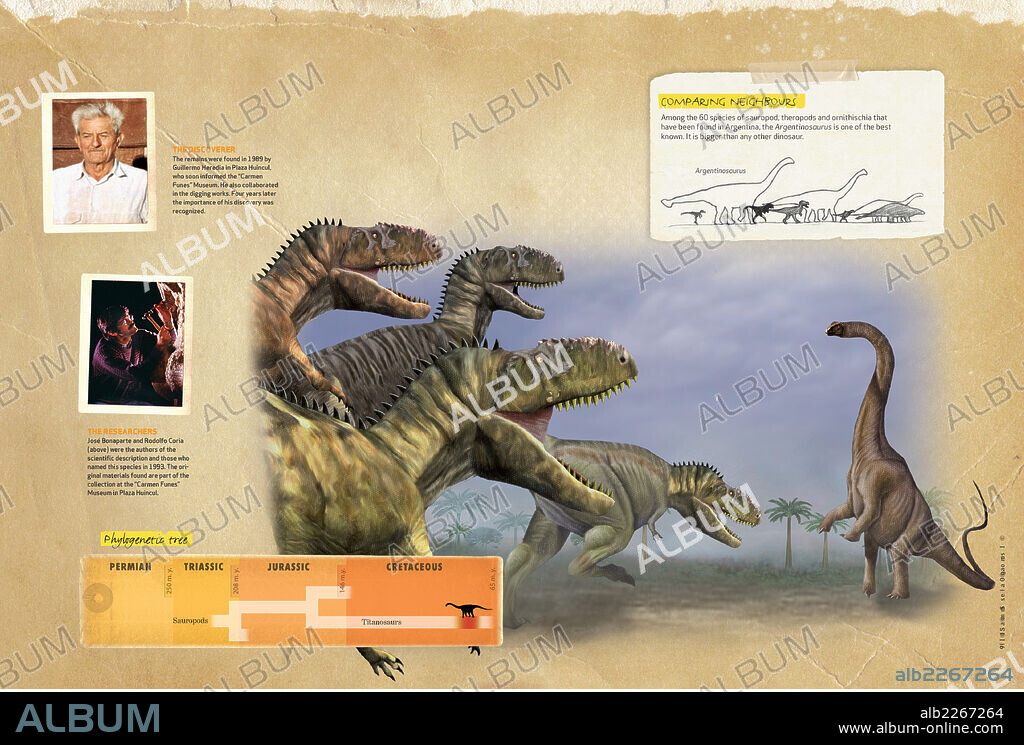 Characteristics of the Argentinosaurus. Infographics about the argentinosaurus: discoverer, size compared to other dinosaur species, and its phylogenetic tree.