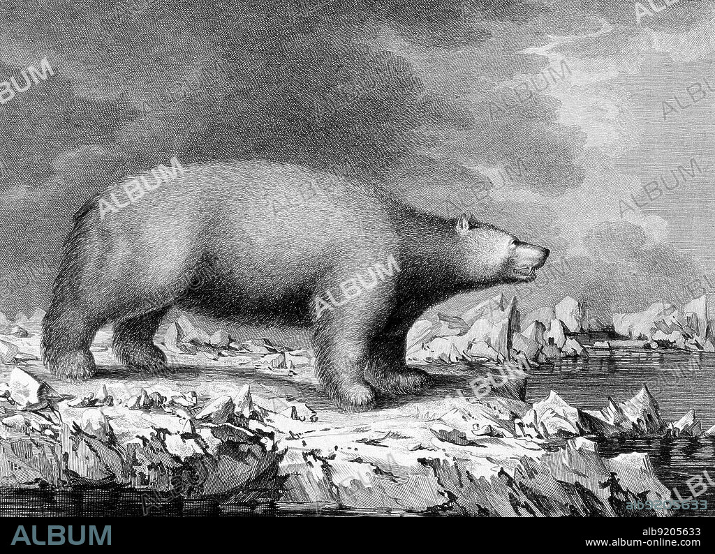Bear Observed by Captain Cook, 1784