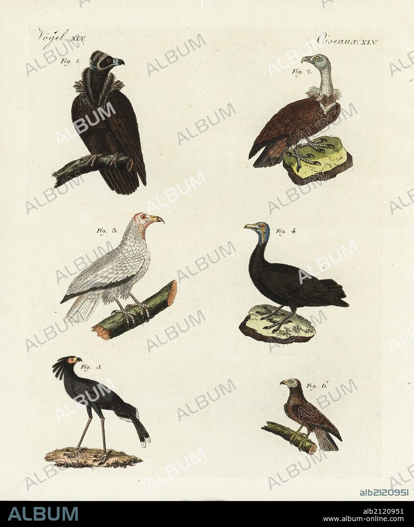 Cinereous vulture, Aegypius monachus 1, Egyptian vulture, Neophron percnopterus 2, bald eagle, Haliaeetus leucocephalus 3, Turkey vulture, Cathartes aura 4, secretary bird, Sagittarius serpentarius 5, and Maltese vulture, Vultur fuscus (Neophron percnopterus) 6. Handcoloured copperplate engraving from Bertuch's "Bilderbuch fur Kinder" (Picture Book for Children), Weimar, 1798. Friedrich Johann Bertuch (1747-1822) was a German publisher and man of arts most famous for his 12-volume encyclopedia for children illustrated with 1,200 engraved plates on natural history, science, costume, mythology, etc., published from 1790-1830.