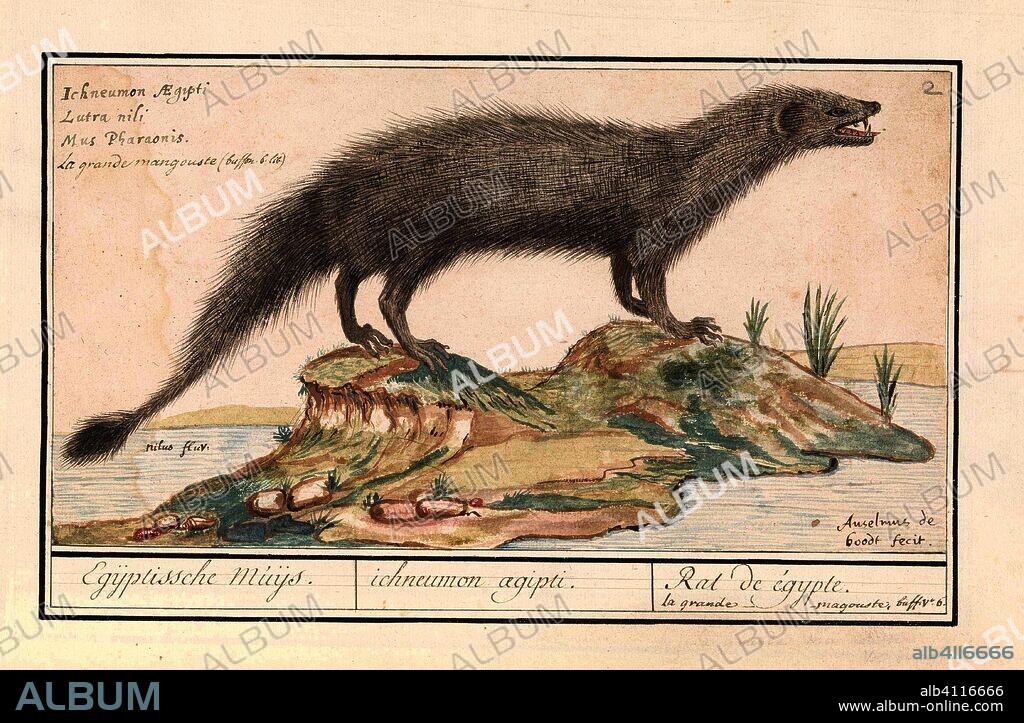 Egyptische ichneumon (Herpestes ichneumon). Egijptische Muijs. / ichneumon agipti. / Rat de égypte. La grande magouste (title on object). Draughtsman: Anselmus Boëtius de Boodt (signed by artist). Dating: 1596 - 1610. Place: Praag. Measurements: h 160 mm × w 297 mm.