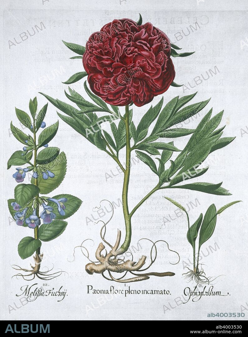 Lemon balm, Peony and adder\'s tongue fern, 1613. Melissa fuchsii (Lemon  balm); Peony flower in full bloom; Ophioglossum, (adder\'s tongue fern).  Illustration from \'Hortus E - Album alb4003530