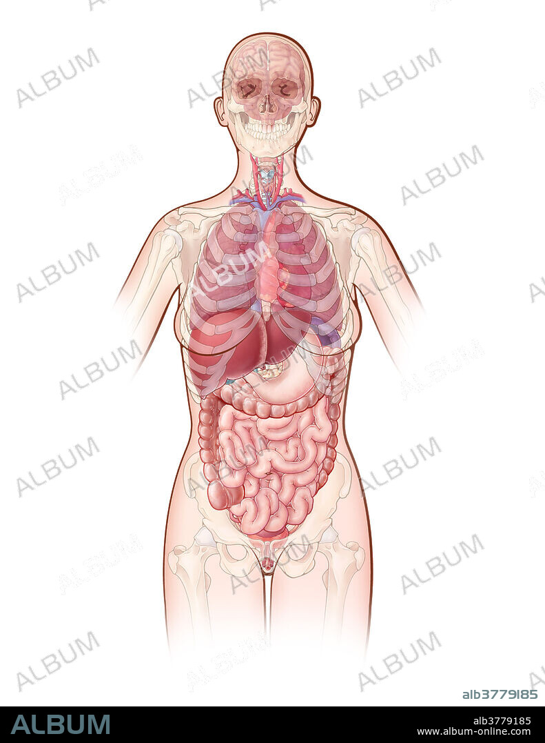 An illustration depicting the major organs in the human body, as well as a ghosted view of the bones of the skeleton.