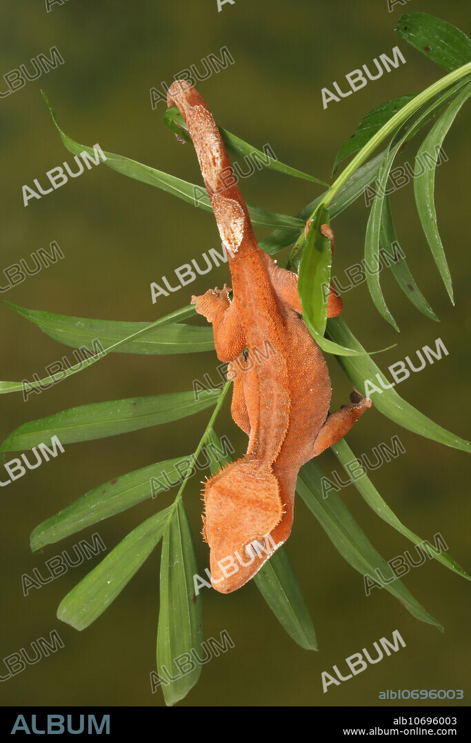 Crested Gecko (Correlophus ciliatus) Native to New Caledonia climbing on a palm plant. Conservation status is vulnerable. Captive.