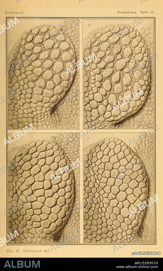 Die Kriechthiere Deutsche-Ost-Afrikas Berlin Geographische Verlagsbuchhandlung Dietrich Reimer 1897 Tanzania Reptiles, The illustration showcases a series of detailed, close-up views of reptilian skin textures, highlighting the unique scale patterns. Four distinct sections display variations in the arrangement and shape of scales, emphasizing the complexity and intricacy of the surface. Each quadrant meticulously captures the geometric designs and contours of the scales, likely intended for a study on reptilian morphology or anatomy. The work reflects a scientific approach to understanding the characteristics and diversity of reptile skin.