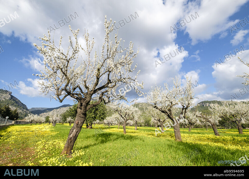 almendros floridos, Prunus dulcis, Son Maixella, Mallorca, balearic islands, Spain.