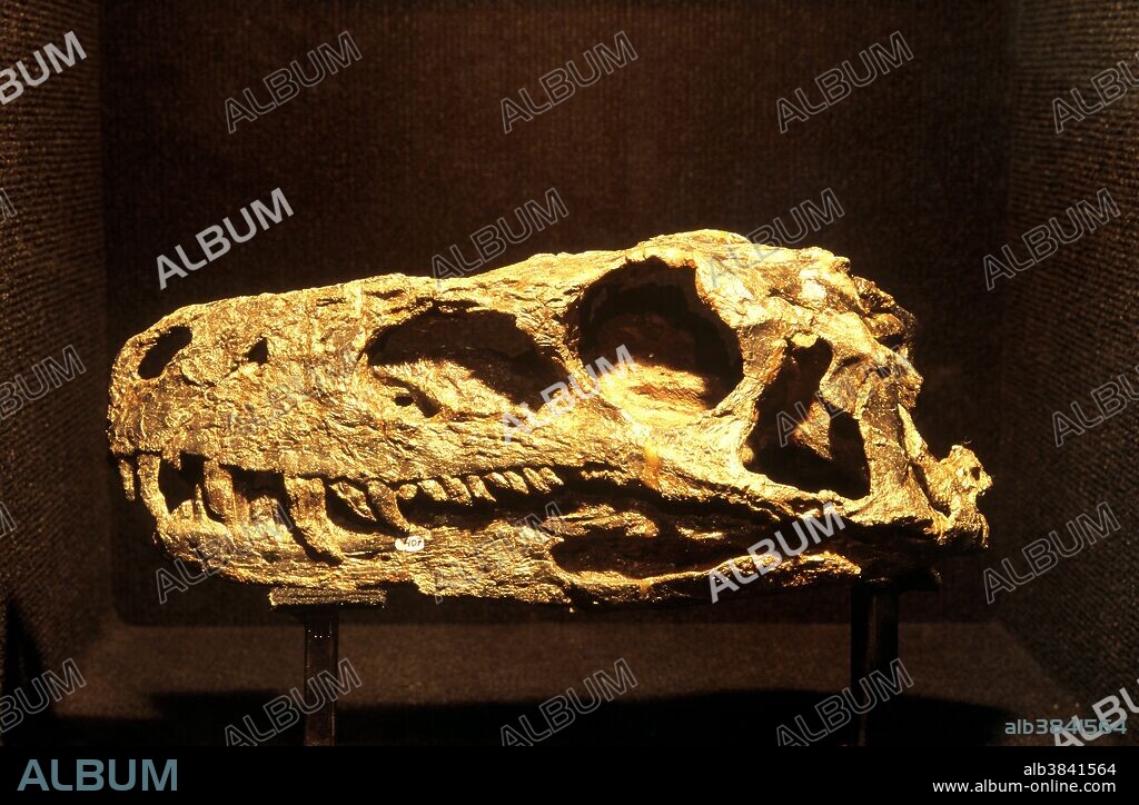 Fossilized skull of the dinosaur Herrerasaurus ischigualastensis, a theropod from the Upper Triassic Period (about 228 million years ago). This specimen is now in the Museum of Natural Sciences at the National University of San Juan, Argentina.