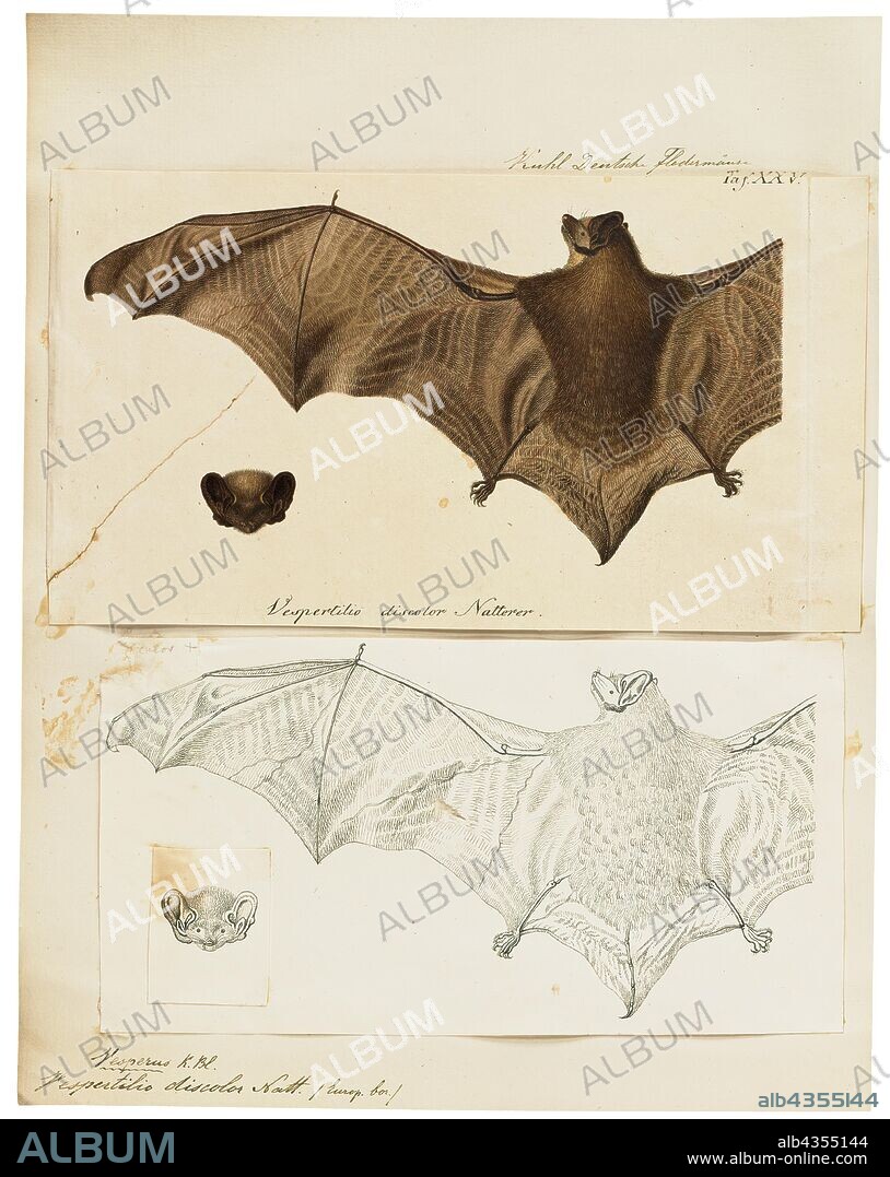 Vespertilio discolor, Print, Vespertilio is a genus of bats in the family Vespertilionidae. The common name for this family is vesper bats, which is a better known classification than Vespertilio., 1700-1880.