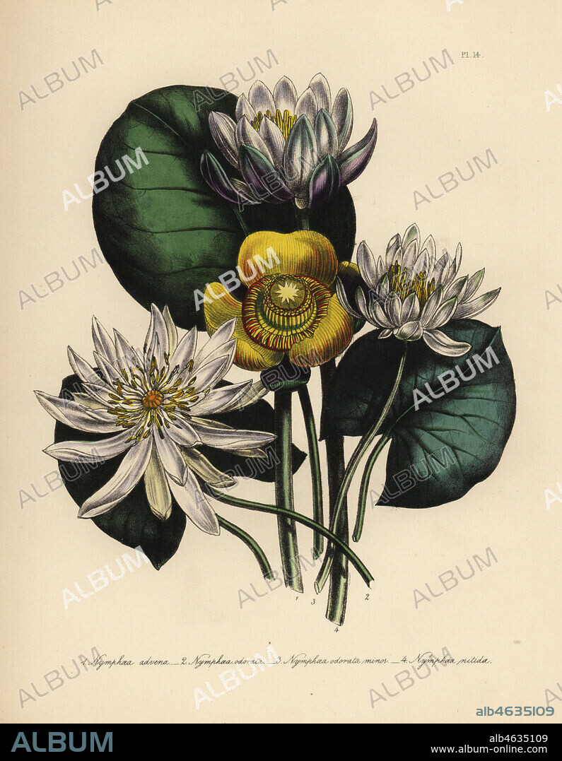 Foreign yellow waterlily, Nymphaea advena, sweet-scented waterlily, Nymphaea odorata, N. odorata minor, and shining waterlily, Nymphaea nitida. Handfinished chromolithograph by Henry Noel Humphreys after an illustration by Jane Loudon from Mrs. Jane Loudon's Ladies Flower Garden of Ornamental Perennials, William S. Orr, London, 1849.