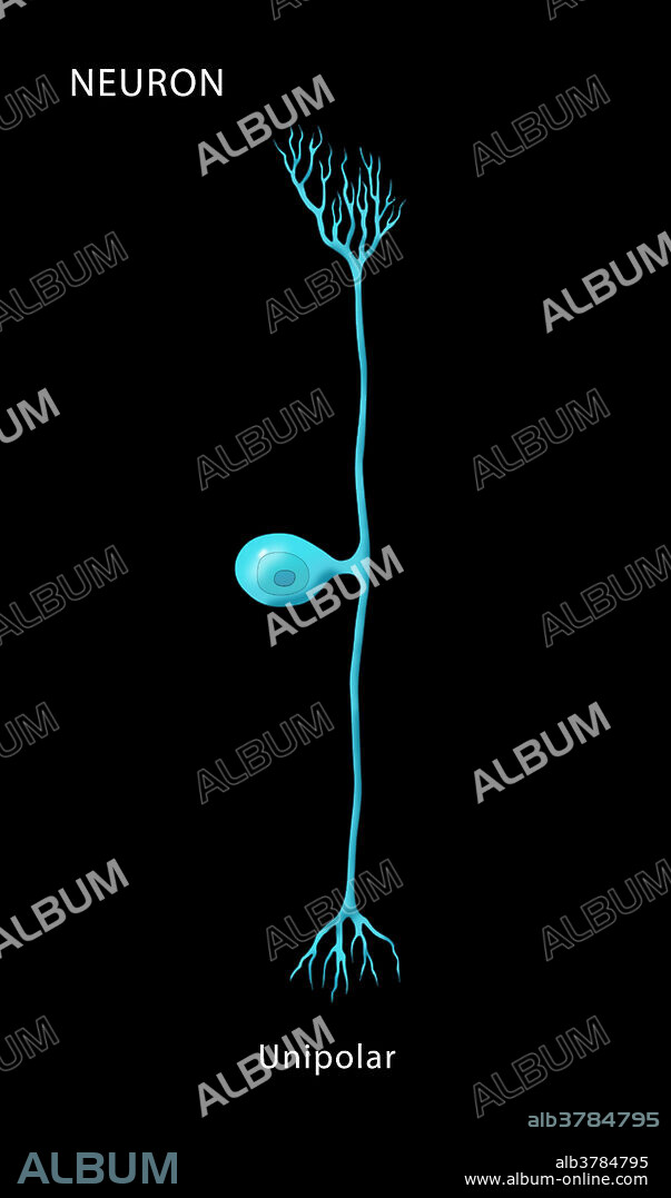 Labelled illustration of a unipolar neuron, one of the four basic types of neuron.