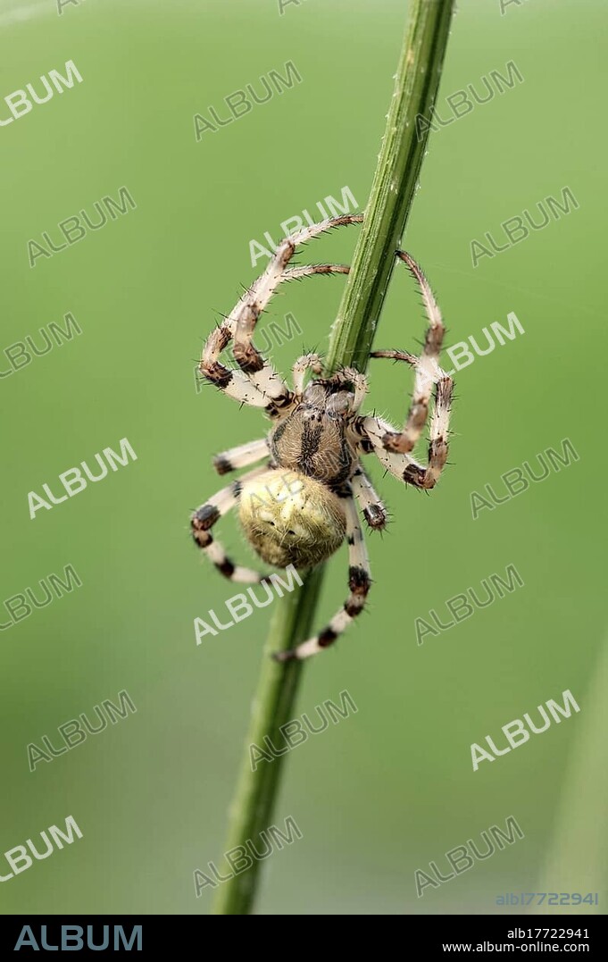 Four Spot Orb Weaver or Fourspotted Orbweaver spider (Araneus quadratus)