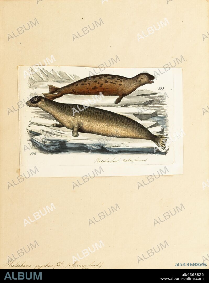 Halichoerus gryphus, Print, Grey seal, The grey seal (Halichoerus grypus) is found on both shores of the North Atlantic Ocean. It is a large seal of the family Phocidae which are commonly referred to as "true seals" or "earless seals". It is the only species classified in the genus Halichoerus. Its name is spelled gray seal in the US; it is also known as Atlantic sealand the horsehead seal., 1700-1880.
