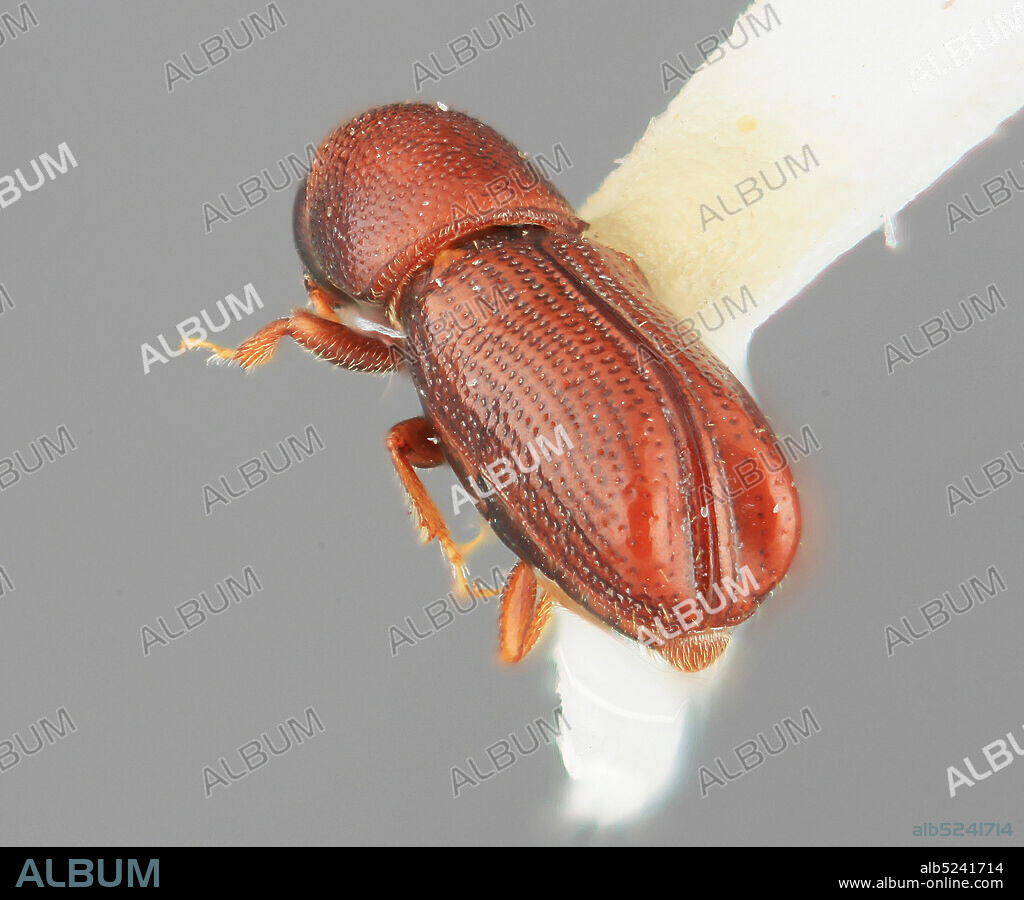 Pinned, 50km. W. of Merida Carbonera XII-9-69 2500m. S.L. Wood, Merida, Venezuela, Pityophthorus splendens Wood, 2007, Animalia, Arthropoda, Insecta, Coleoptera, Curculionidae, Scolytinae.