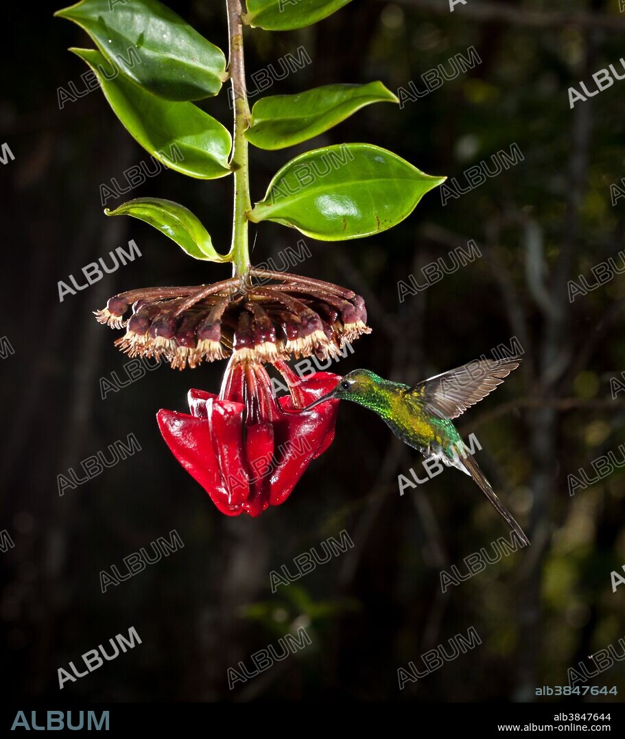 A Cuban emerald hummingbird (Chlorostilbon ricordii is "stealing" nectar from a Marcgravia evenia inflorescence. This is a rare plant, endemic to Cuba, that has evolved special echo-reflective leaves to help guide nectar-feeding bats to its inflorescences. This plant, long thought to be hummingbird-pollinated, was recently discovered to be pollinated by bats instead. Each hanging inflorescence has one or two dish-shaped, upturned leaves just above, which reflect bat echolocation, guiding approaching bats like airport landing lights guide pilots. These plants are rare and widely scattered, typically in dense vegetation. Bats are their ideal pollinators because they travel much longer distances than either insects or hummingbirds. In fact, neither insects nor hummingbirds are large enough to contact the plant's reproductive organs, so even when they find Marcgravia flowers, they rarely achieve pollinaton. Nevertheless, they are quite capable of stealing nectar. This plant grows in dense vegetation, as illustrated here, perhaps explaining the need for echolocation guides. This inflorescence is shown just prior to blooming. It was already producing nectar to attract potential pollinators. Note the up-turned reflector leaf versus the majority that are flat and horizontally oriented.