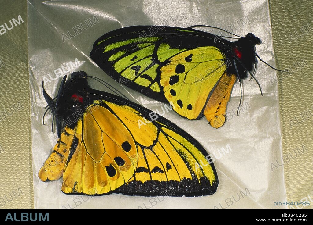 Poached birdwing butterflies (Ornithoptera sp.) from the Arfak mountains, for sale at a black market in Manokwari, Papua New Guinea, Indonesia. Sustainable butterfly farms are being established to protect wild populations.