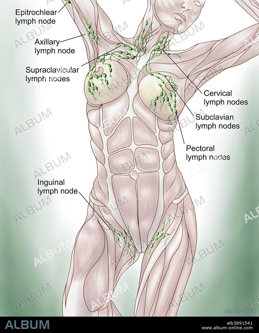 Anatomy of superficial (surface) lymphatics.
