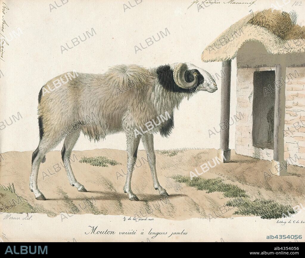 Ovis aries longipes, Print, Ovis is a genus of mammals, part of the Caprinae subfamily of the ruminant family Bovidae. Its five or more highly sociable species are known as sheep. The domestic sheep is one member of the genus, and is thought to be descended from the wild mouflon of central and southwest Asia., 1700-1880.