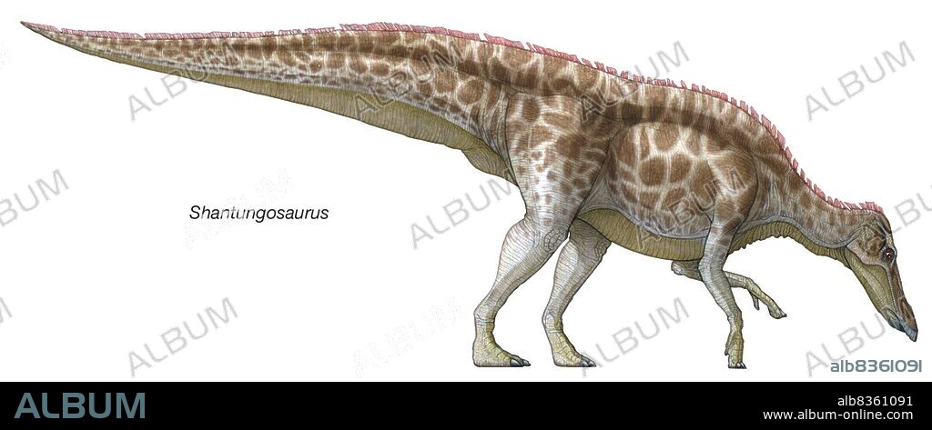 Shantungosaurus, "Shantung lizard," late Cretaceous dinosaur. This flat-headed herbivore had an extended jaw to hold many teeth.