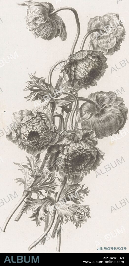 Anemone double Anemone coronaria L Fleurs dessin, print maker: Pierre François Legrand, (mentioned on object), intermediary draughtsman: Gerard van Spaendonck, (mentioned on object), publisher: Jacques-Louis Bance, Paris, 1700 - 1801, paper, h 495 mm × w 335 mm.