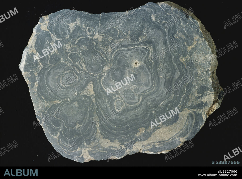 Fossil of a calcareous algae from the Cambrian Period, photographed at the Colorado School of Mines.