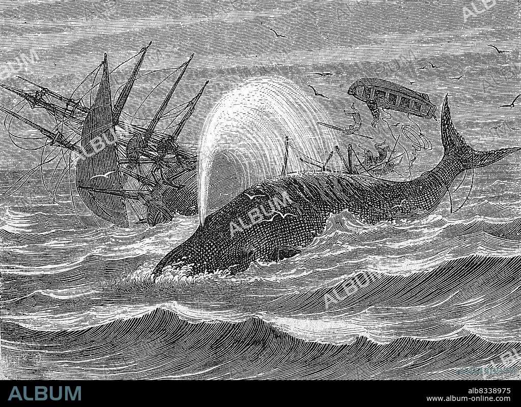 Walfangschiff Essex, Walfischf§ngerm 1820 von einem Pottwal angegriffen und versenk, der Untergang ist der bekannteste Vorfall dieser Art und diente Herman Melville als historische Vorlage fºr seinen Roman Moby Dick / Whaling ship Essex, whale catcher attacked and sunk by a sperm whale in 1820, the sinking is the most famous incident of this kind and served Herman Melville as a historical model for his novel Moby Dick, Historisch, historical, digital improved reproduction of an original from the 19th century / digital restaurierte Reproduktion einer Originalvorlage aus dem 19. Jahrhundert, genaues Originaldatum nicht bekannt.
