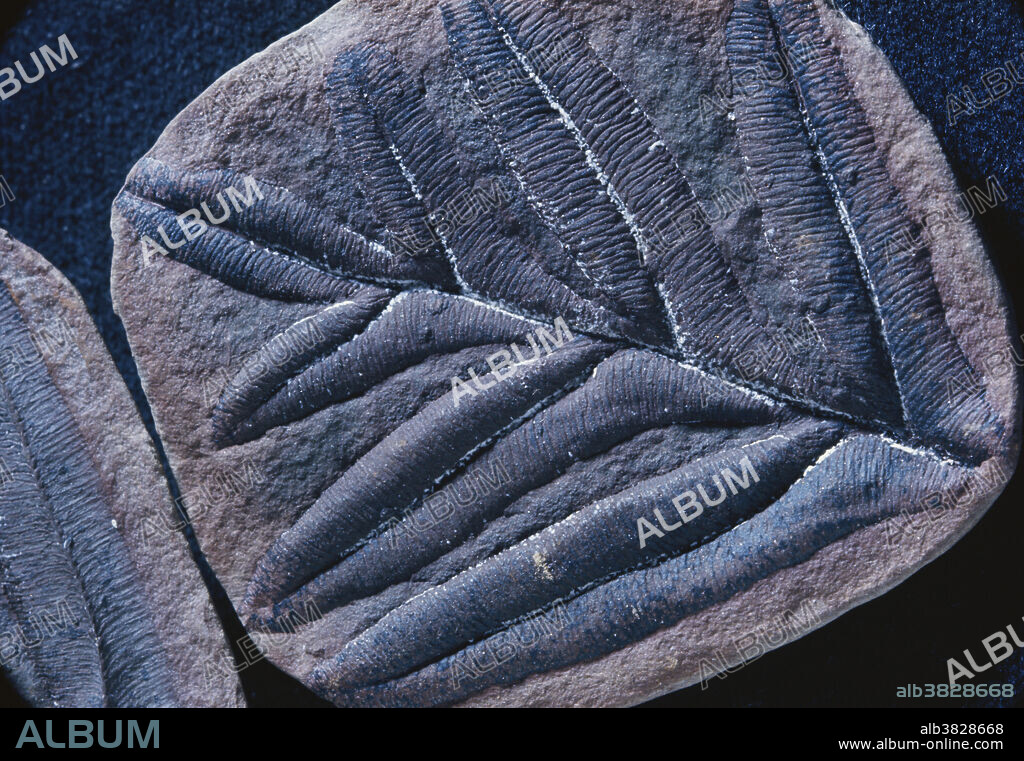 Seed fern (Alethopteris lonchitica) from the Pennsylvanian Period, Mazon Creek, Illinois.