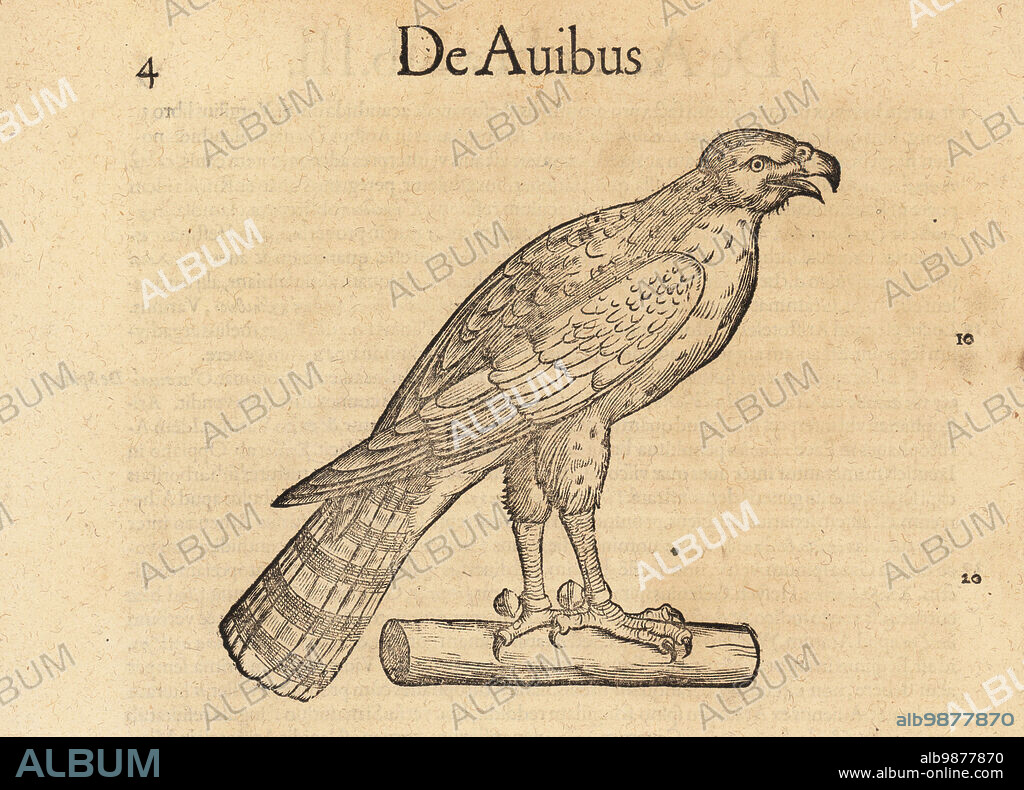 Species of hawk, possibly the Eurasian sparrowhawk, Accipiter nisus, or peregrine falcon, Falco peregrinus. With bells on its feet. De Avibus, Falcones, sparverium, naba, basi, albazi, mar an bas. Woodcut engraving after an illustration by Lucas Schan and Conrad Gessner from Conrad Gessners Historiae Animalium, De avium natura, (Natural history of animals: birds), Frankfurt, Wechel for Cambier, 1585.
