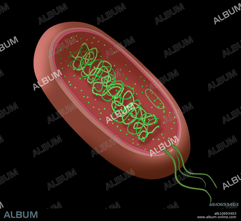 Illustration of a typical bacterium, showing key parts (cell membrane, cytoplasm, flagella, etc).