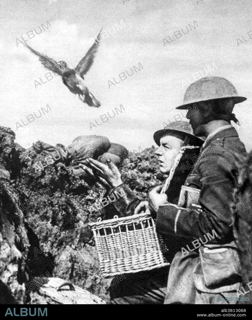 A carrier pigeon is a homing pigeon (domesticated rock pigeon, Columba livia) that is used to carry messages. Before the advent of radio, carrier pigeons were frequently used on the battlefield as a means for a mobile force to communicate with a stationary headquarters. Historically, pigeons carried messages only one way, to their home. They had to be transported manually before another flight. However, by placing their food at one location and their home at another location, pigeons have been trained to fly back and forth up to twice a day reliably, covering round-trip flights up to 100 miles. During WWI, carrier pigeons were used to transport messages back to their home coop behind the lines. When they landed, wires in the coop would sound a bell or buzzer and a soldier of the Signal Corps would know a message had arrived. He would go to the coop, remove the message from the canister, and send it to its destination by telegraph, field phone, or personal messenger. A carrier pigeon's job was dangerous. Nearby enemy soldiers often tried to shoot down pigeons, knowing that released birds were carrying important messages. Using pigeons to carry messages is generally called, pigeon post.