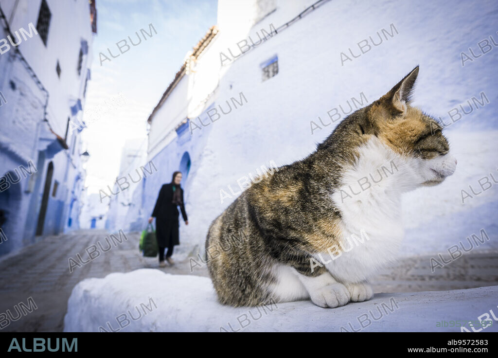 gato en un callejon azul, Chefchauen, -Chauen-, Marruecos, norte de Africa, continente africano.