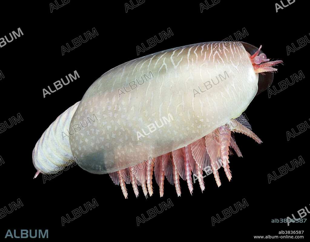 Burgess Shale crustacean