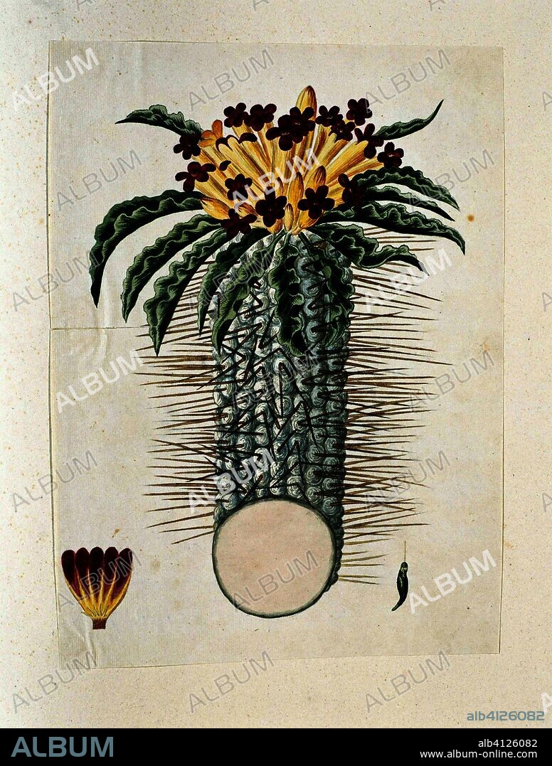 Pachypodium namaquanum (Wylie ex. Harv.) Welw  (Halfmens). Draughtsman: Robert Jacob Gordon. Dating: Aug-1778 - Mar-1786. Measurements: h 660 mm × w 480 mm; h 356 mm × w 264 mm.