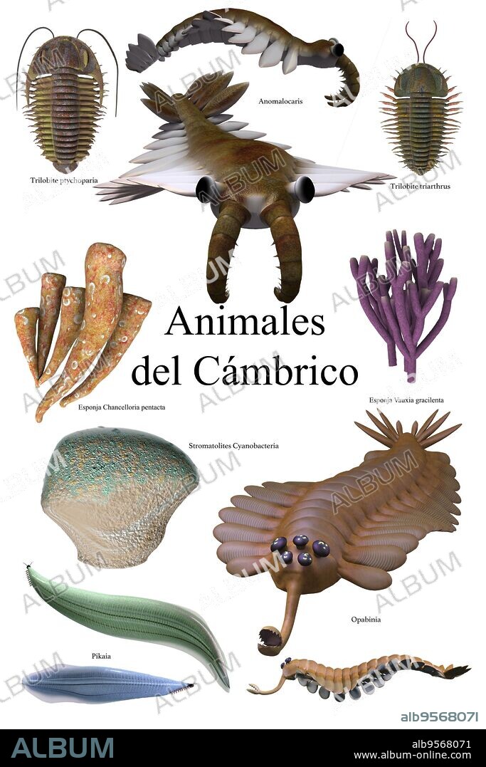 A collection of various animals and microbes that lived during the Cambrian Age of Earth's history.