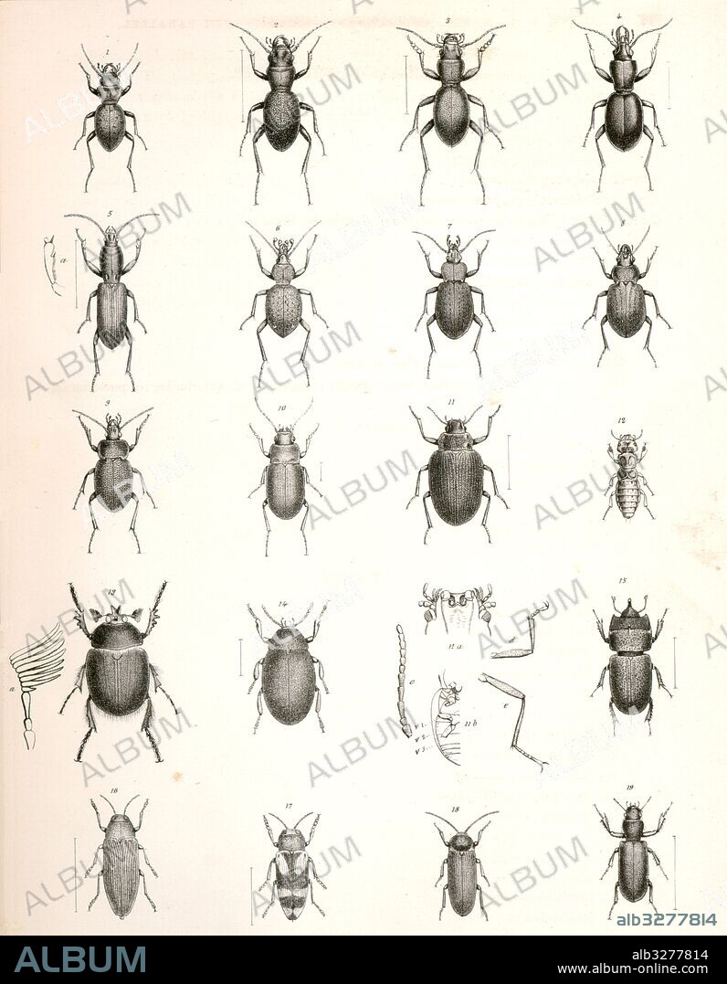 1. Omus Dejeanii; 2. Omus Audouinii; 3. Omus californicus; 4. Promecognathus laevissimus; 5. Agaosoma californicum, a. anteior tibia; 6. Cychrus tuberculatus; 7. Carabus taedatus; 8. Calosoma cancellatum; 9. Calosoma discors; 10. Trachypachys inermis; 11. Amphizoa Insolens; 11a. Amphizoa Insolens under viwew of head; 11b. under view of trunk; c. Antenna, d. anterior leg, e. posterior leg; 12. Thinopinus pictus; 13. Pleocoma fimbriata, a. antenna; 14. Amphicyrta chrysomelina; 15. Sinodendron rugosum, 16. Ancylochira Langii; 17. Ancylochira Gibbsii; 18. Perothops Witticki; 19. Exops ovicollis., Suckley, George 1830-1869, Cooper, J. G. James Graham 1830-1902.