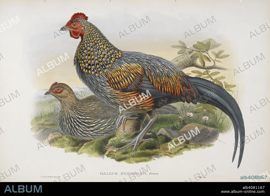 JOHN GOULD. Gallus sonnerati. Grey junglefowl. The Birds of Asia. London, 1850-83. Source: X 364.