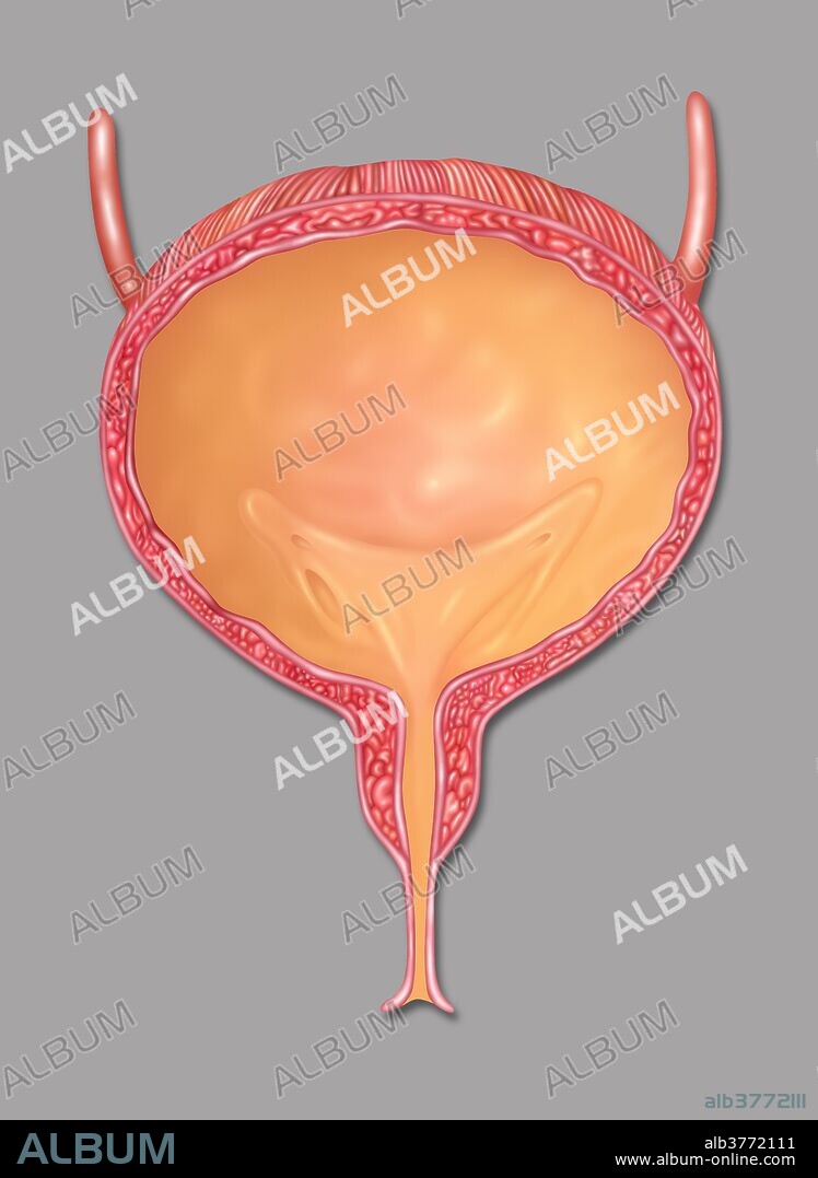 Full Female Bladder, Illustration