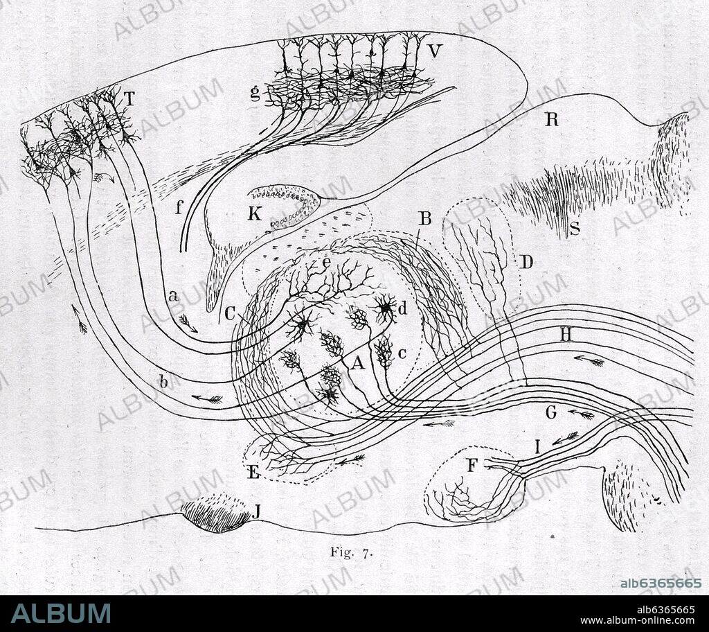 SANTIAGO RAMóN Y CAJAL. DIBUJO CIENTIFICO - PEDIR AUTORIZACION.