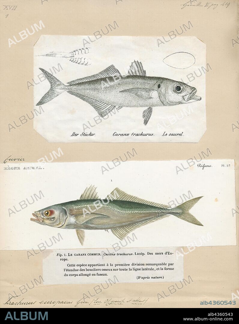 Trachurus trachurus, Print, The Atlantic horse mackerel (Trachurus trachurus) is a species of jack mackerel in the family Carangidae. It gets its common name from the legend that other smaller species of fish could ride on its back over great distances. Other common names include European horse mackerel (in the U.S.), common scad, scad, and saurel., 1700-1880.