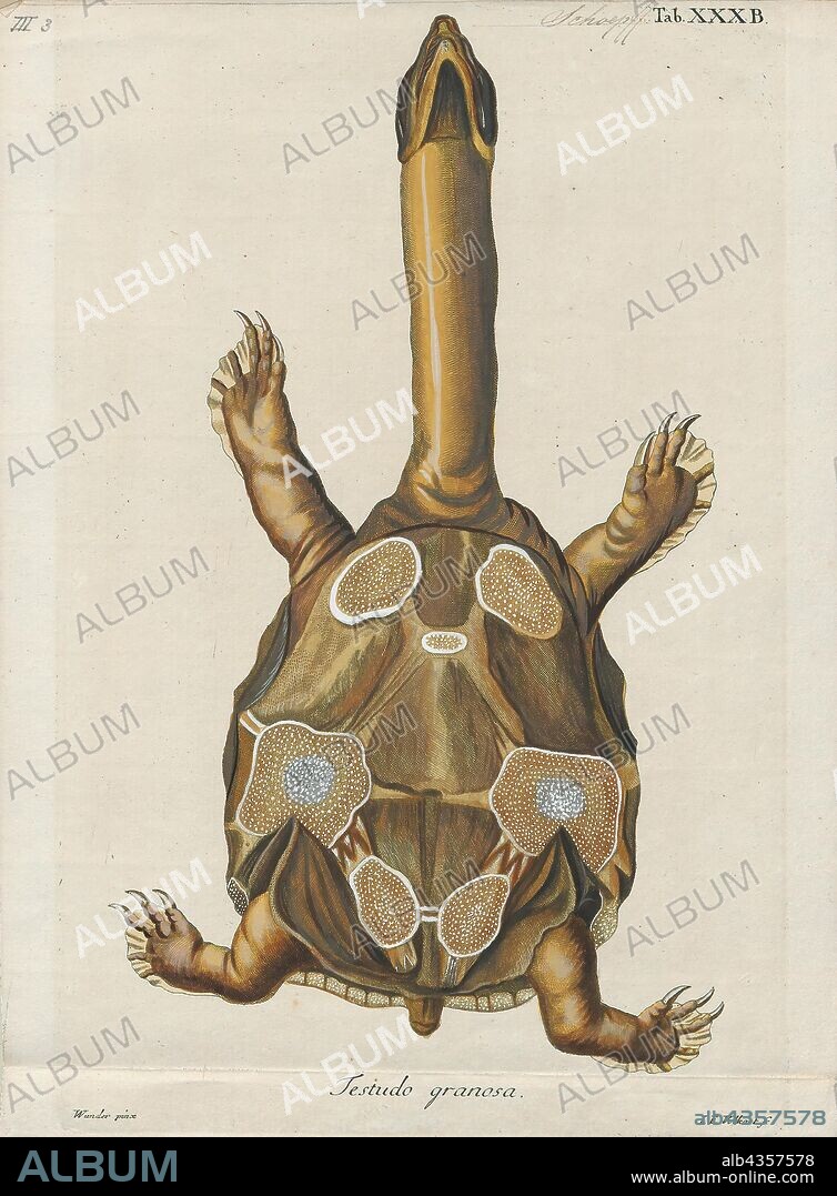 Testudo punctata, Print, The Indian flapshell turtle (Lissemys punctata) is a freshwater species of turtle found in South Asia. The “flap-shelled” name stems from the presence of femoral flaps located on the plastron. These flaps of skin cover the limbs when they retract into the shell. It is unclear what protection the flaps offer against predators. Indian flapshell turtles are widespread and common in the South Asian provinces., stomach side.