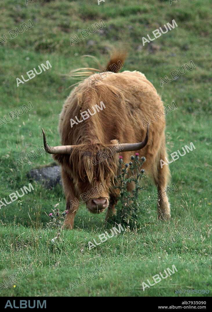 VACAS AUTOCTONAS DE LAS HIGHLANDS PASTANDO.