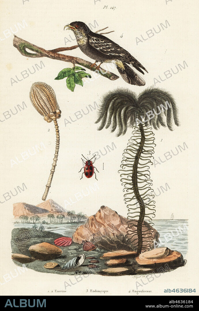 Extinct fossil encrinus species 1,2, false ladybird, Endomycus coccineus 3, and European nightjar, Caprimulgus europaeus 4. Encrine, Endomyque, Engoulevent. Handcoloured steel engraving by Pfitzer from Felix-Edouard Guerin-Meneville's Dictionnaire Pittoresque d'Histoire Naturelle (Picturesque Dictionary of Natural History), Paris, 1834-39.