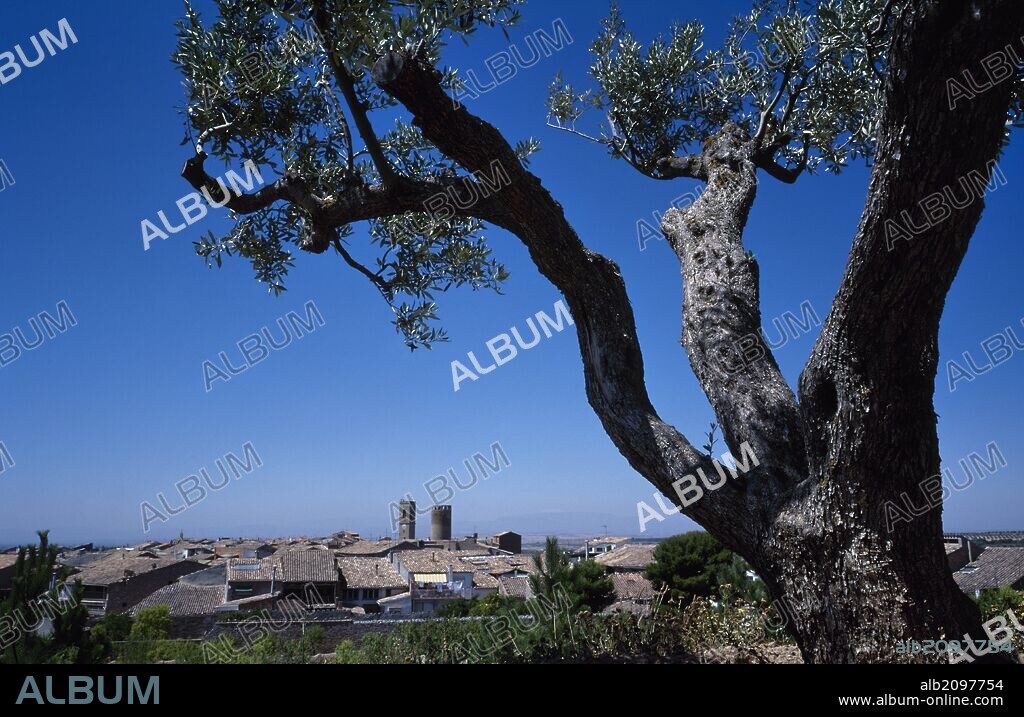 CATALUÑA. VERDU. Panorámica de la población. En primer término, un OLIVO. Comarca de l'Urgell. Provincia de Lleida.