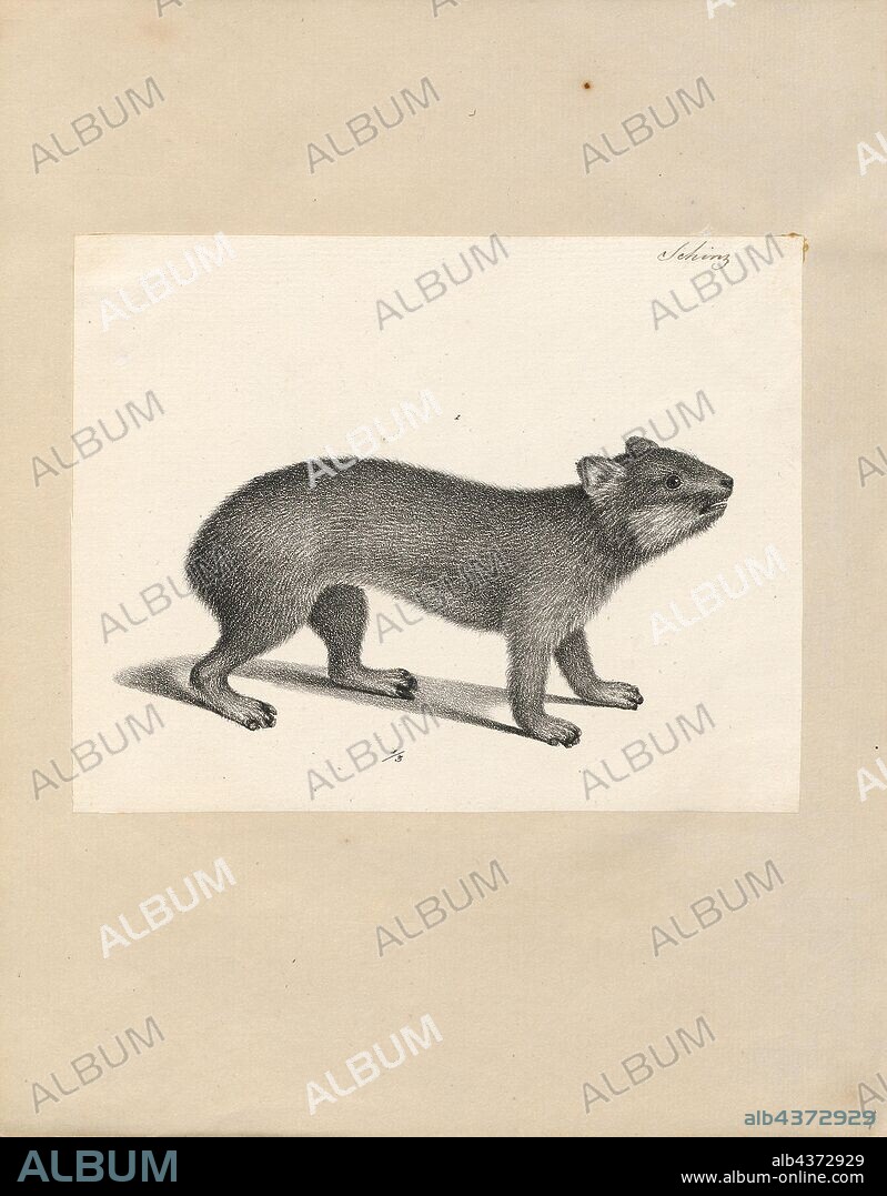 Hyrax spec., Print, Hyraxes, also called dassies, are small, thickset, herbivorous mammals in the order Hyracoidea. Hyraxes are well-furred, rotund animals with short tails. Typically, they measure between 30 and 70 cm (12 and 28 in) long and weigh between 2 and 5 kg (4.4 and 11 lb). They are also superficially similar to pikas or marmots, but surprisingly are more closely related to elephants and manatees., 1700-1880.