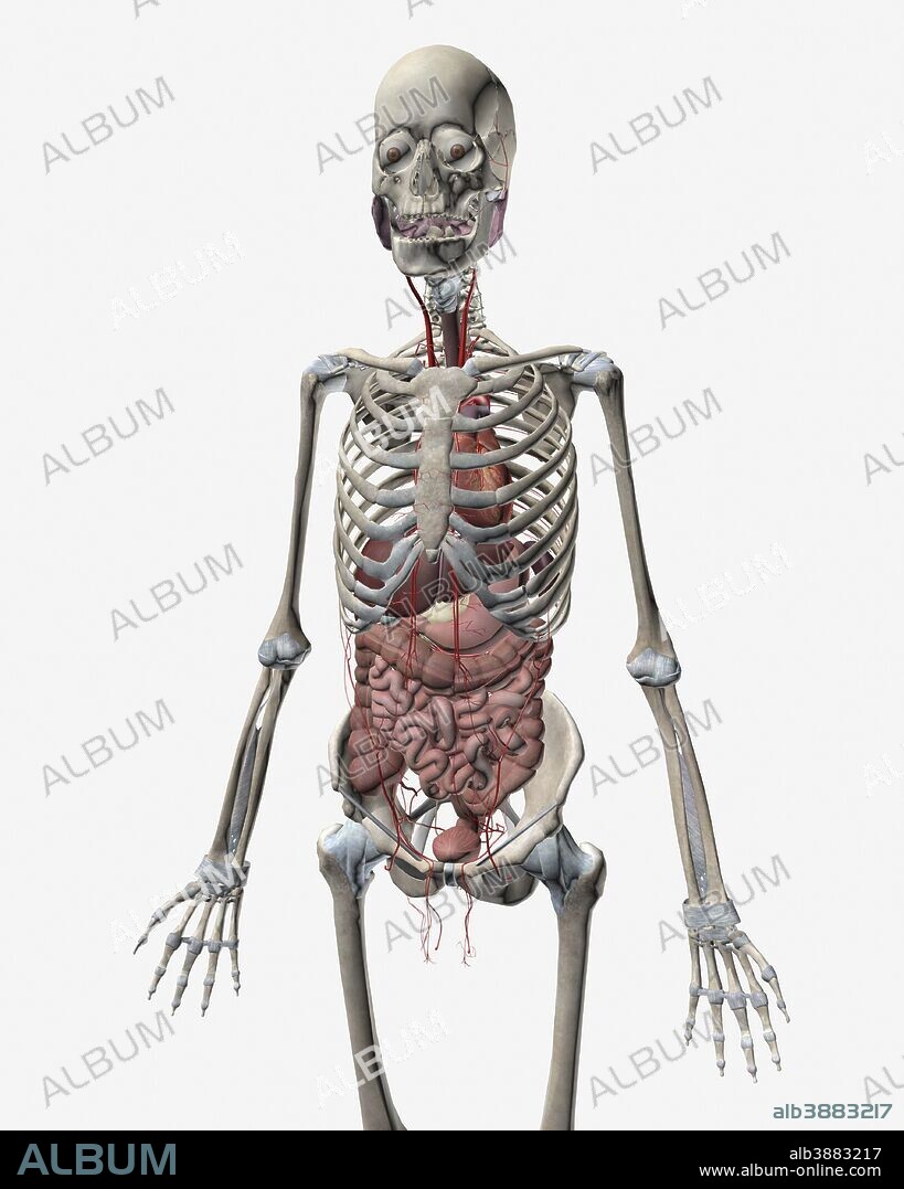 Human skeletal system with organs of the digestive system visible.
