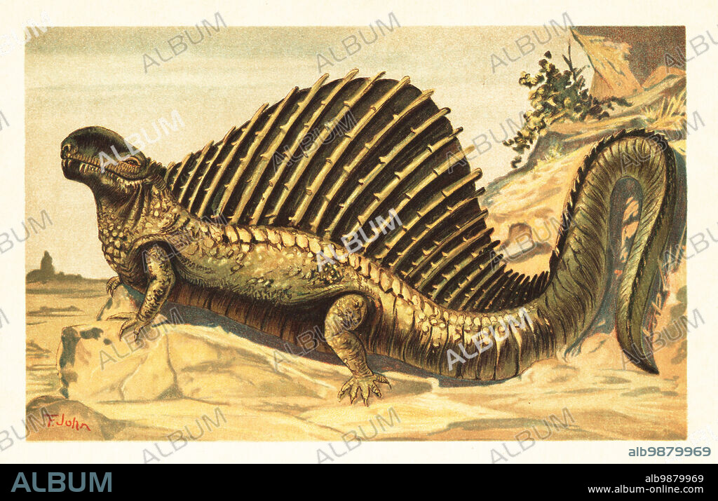 Dimetrodon limbatus with its distinctive neural spine sail on its back. Extinct species of non-mammalian synapsid of the Cisuralian (Early Permian). Dimetrodon incisivus Cope. Colour printed illustration by F. John from Wilhelm Bolsches Tiere der Urwelt (Animals of the Prehistoric World), Reichardt Cocoa company, Hamburg, 1908.