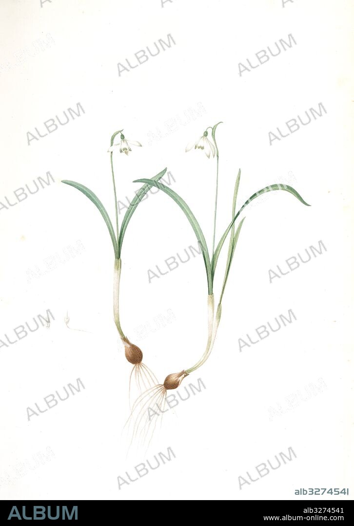 Galanthus nivalis, Galanthine perce-neige; Snowdrop, Redouté, Pierre Joseph, 1759-1840, les liliacees, 1802 - 1816.