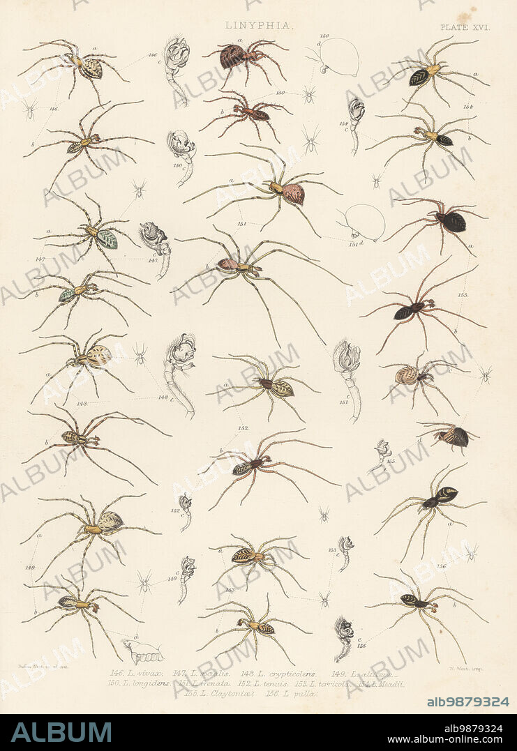 Sheetweb spider, Megalepthyphantes nebulosus 146, invisible spider, Drapetisca socialis 147, cavity spider, Nesticus cellulanus 148, dwarf spider, Bolyphantes luteolus 149, sheet weaver, Tapinopa longidens 150, Floronia bucculenta 151, Lephthyphantes tenuis 152, Lepthyphantes zimmermanni 153, Linyphia meadii 154, Kaestneria dorsalis 155, and Bathyphantes nigrinus 156. Handcoloured lithograph by W. West after Tuffen West from John Blackwalls A History of the Spiders of Great Britain and Ireland, Ray Society, London, 1861.